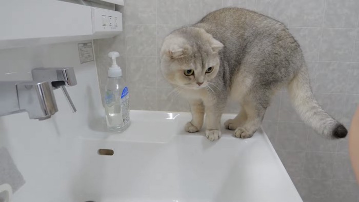 洗面台に上った猫の写真