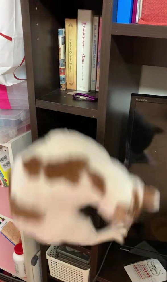 棚に入っている猫