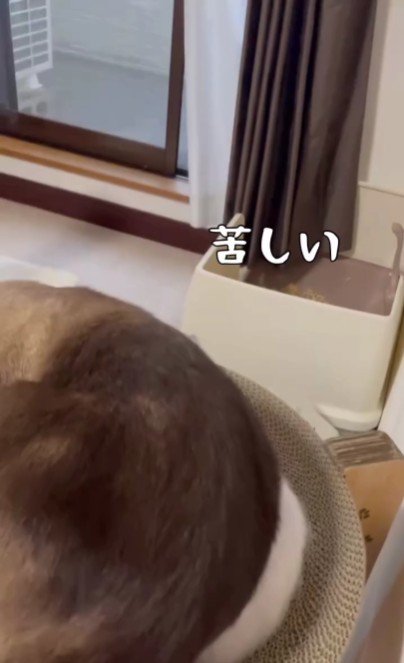子猫の上に乗っている大人の猫
