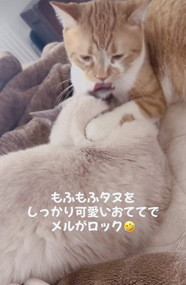 ラグドールを毛繕いするマンチカン