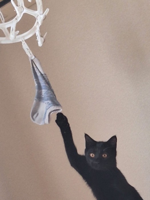 掛けられた靴下に片方の前足を伸ばす黒猫