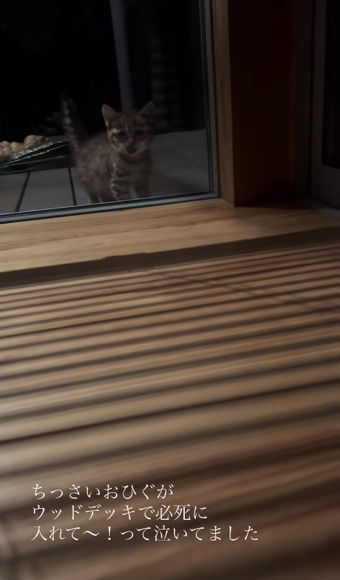 家の中を外から眺める子猫（窓右端）