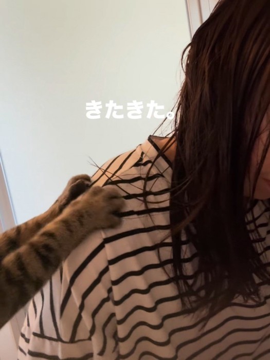 人の肩に乗った猫の前足