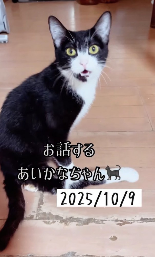 おしゃべりするあいかなちゃん