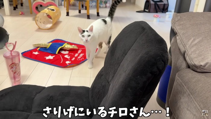 歩いてくる白黒猫