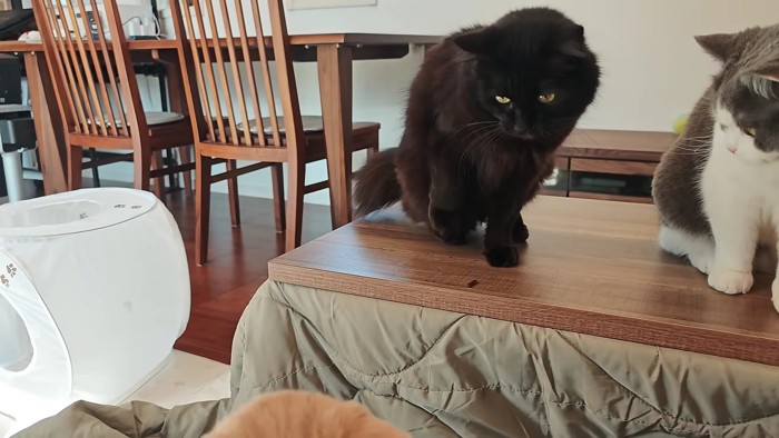 二口目は吐き出したモカ