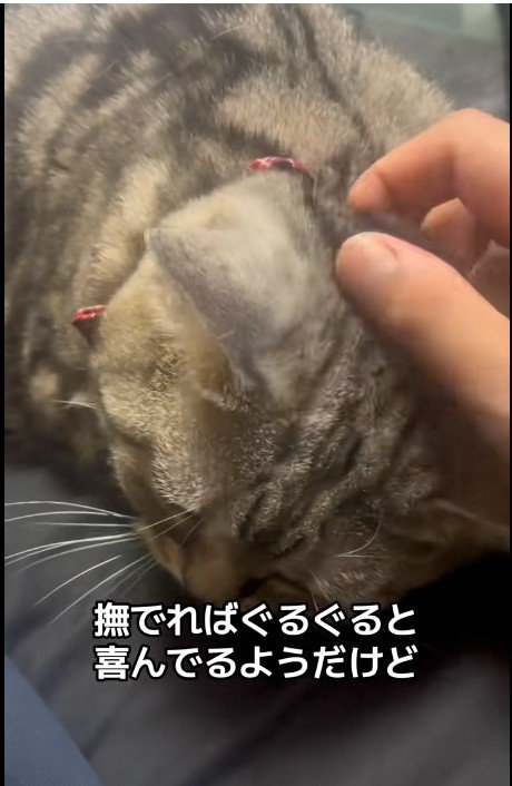 人に撫でられている猫
