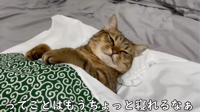 カメラの方を見る猫