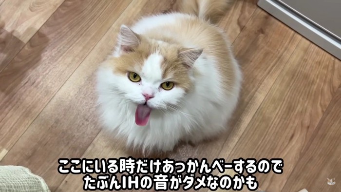 目を開け舌を出す猫