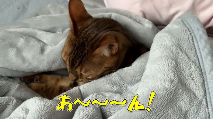 テロップ「あ～～～ん！」