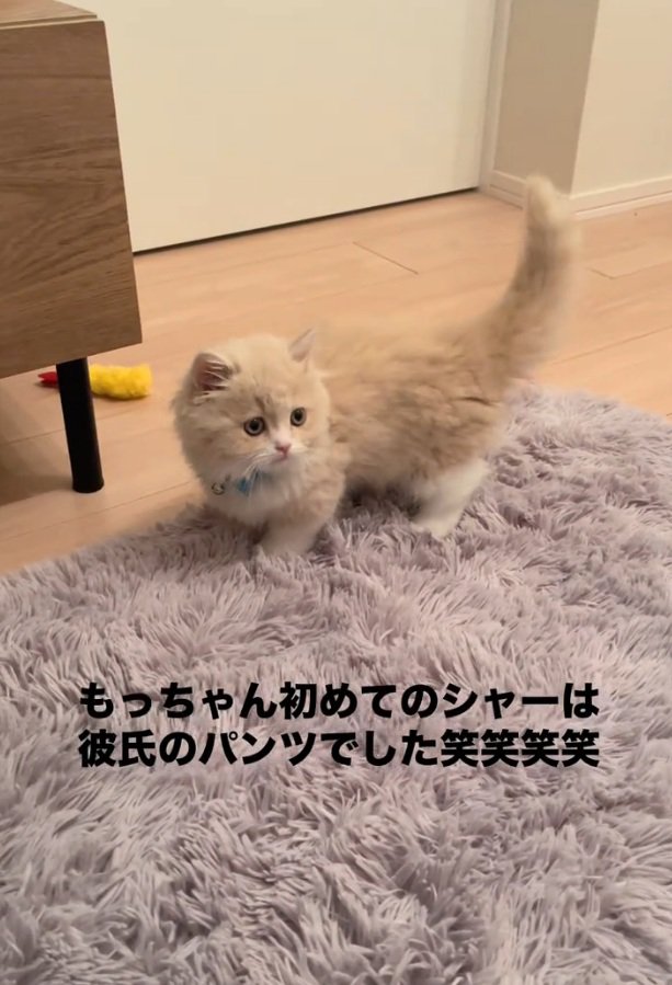 カーペットの上にいるもなかくん