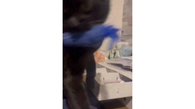 ソファの上にいる猫