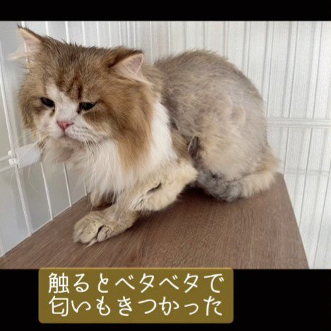 座っている猫