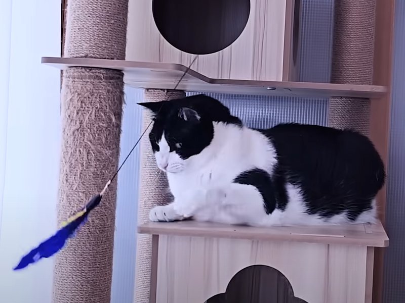 おもちゃにじゃれる猫