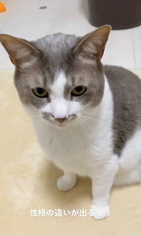 お座りをしているサバ白