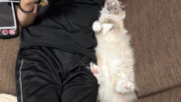 添い寝している猫