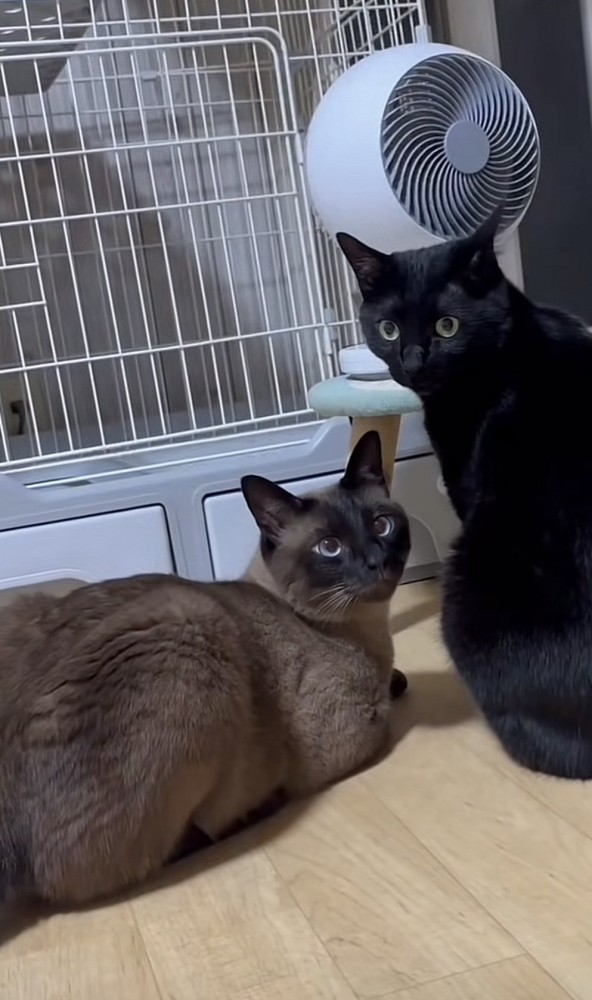 カメラ目線の2匹の猫の写真