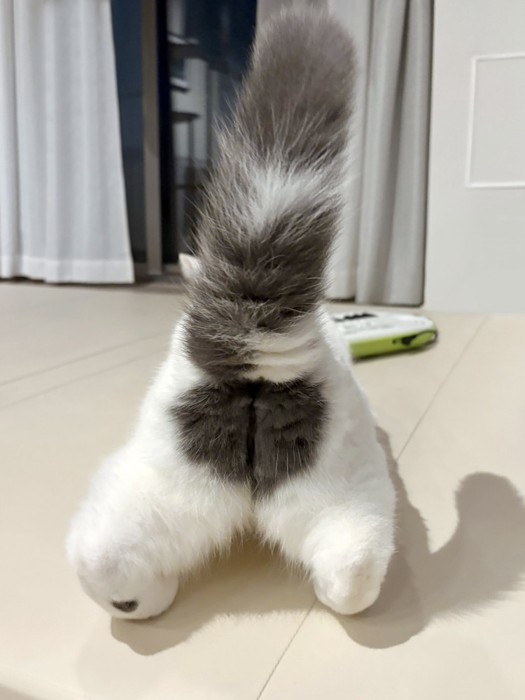 後ろから見たフクちゃんのおしり
