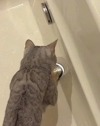 排水溝の蓋を前足で回す猫