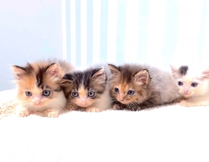 おもちゃを目で追う子猫