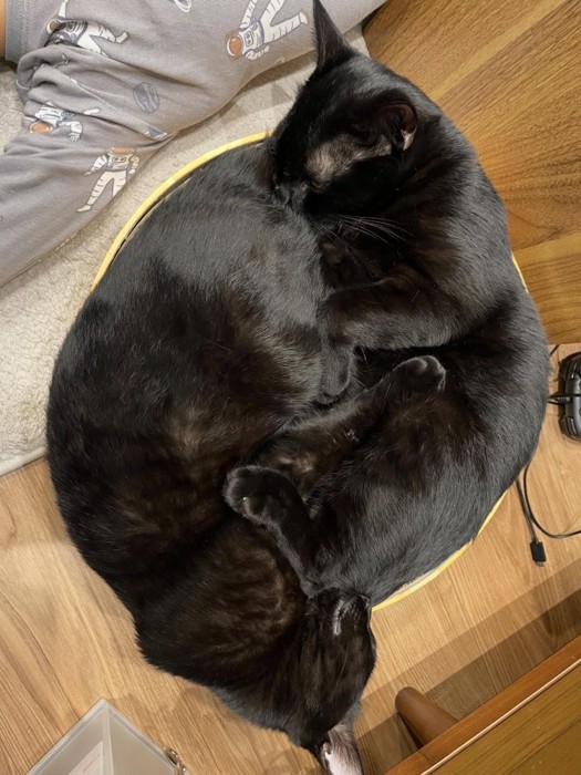 丸くなる2匹の黒猫