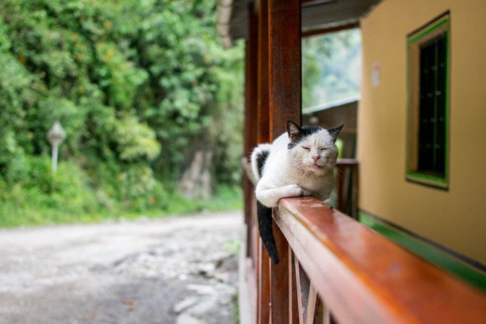 手すりの上に乗る猫