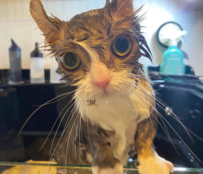 濡れた猫