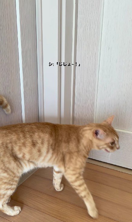 廊下を歩き回る猫