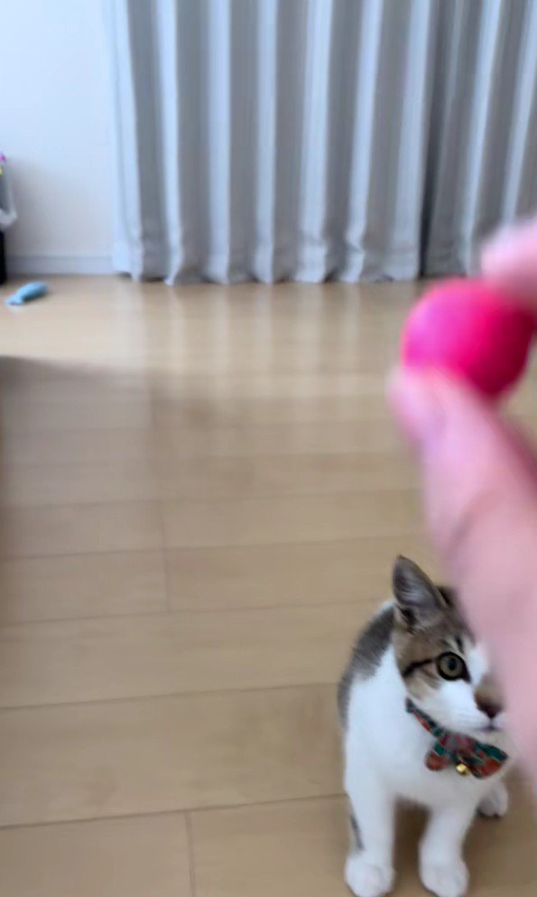 スーパーボールとあきくん