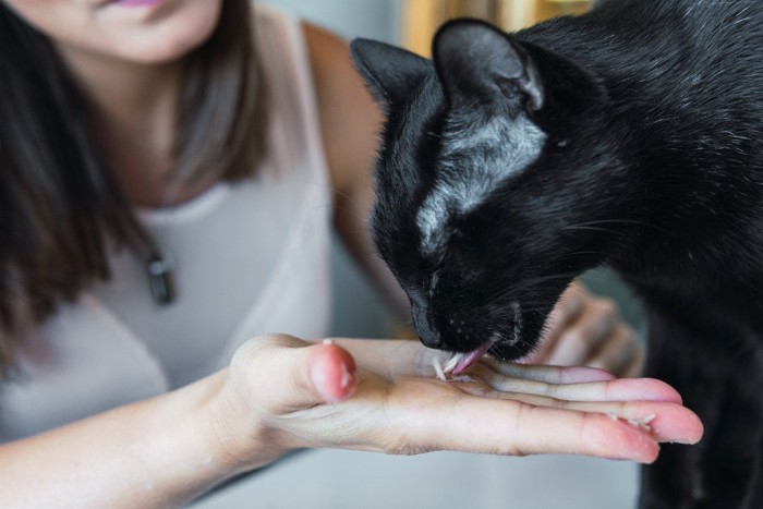 えさをもらう黒猫