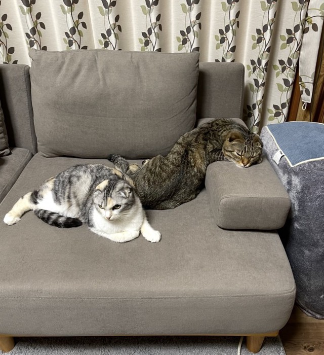 液体みたいな猫