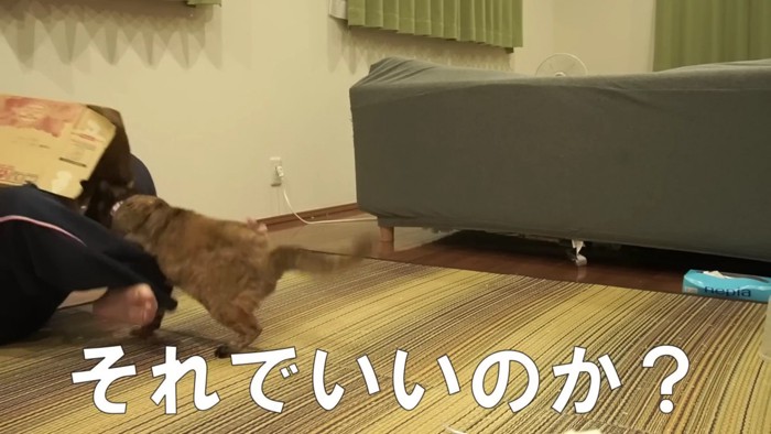 段ボールに走る猫