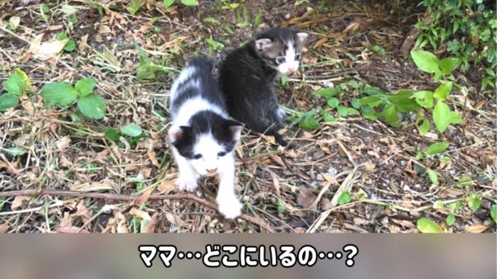 外にいる2匹の子猫