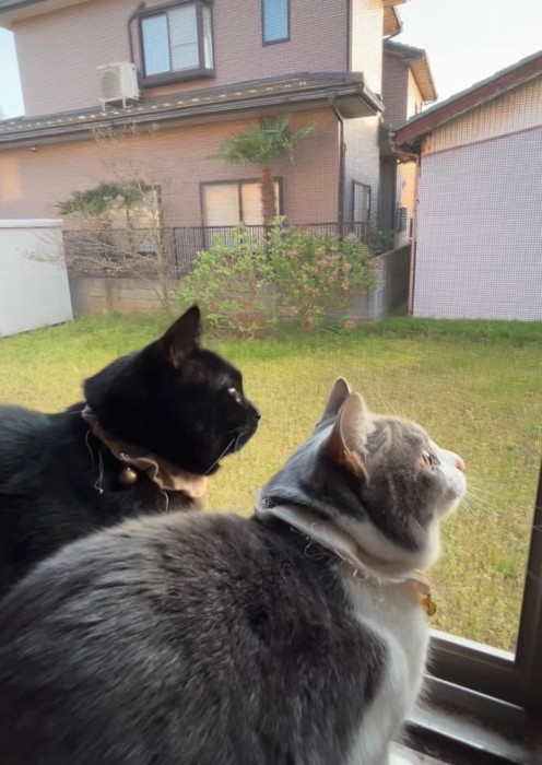 庭を眺める2匹