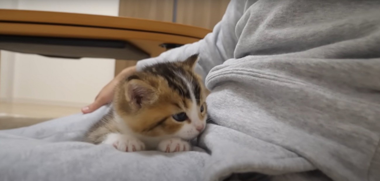 くつろいでるニコちゃん