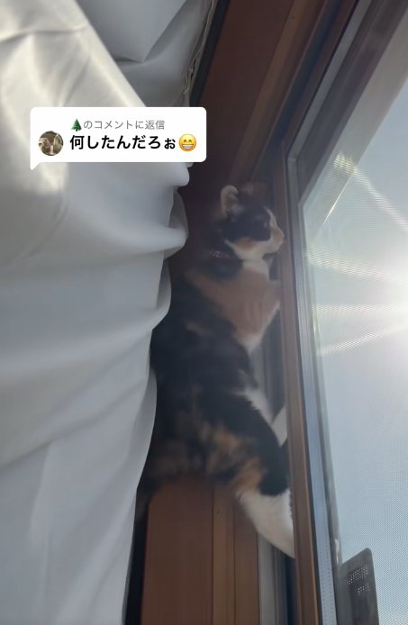 窓枠の上部まで登っている猫