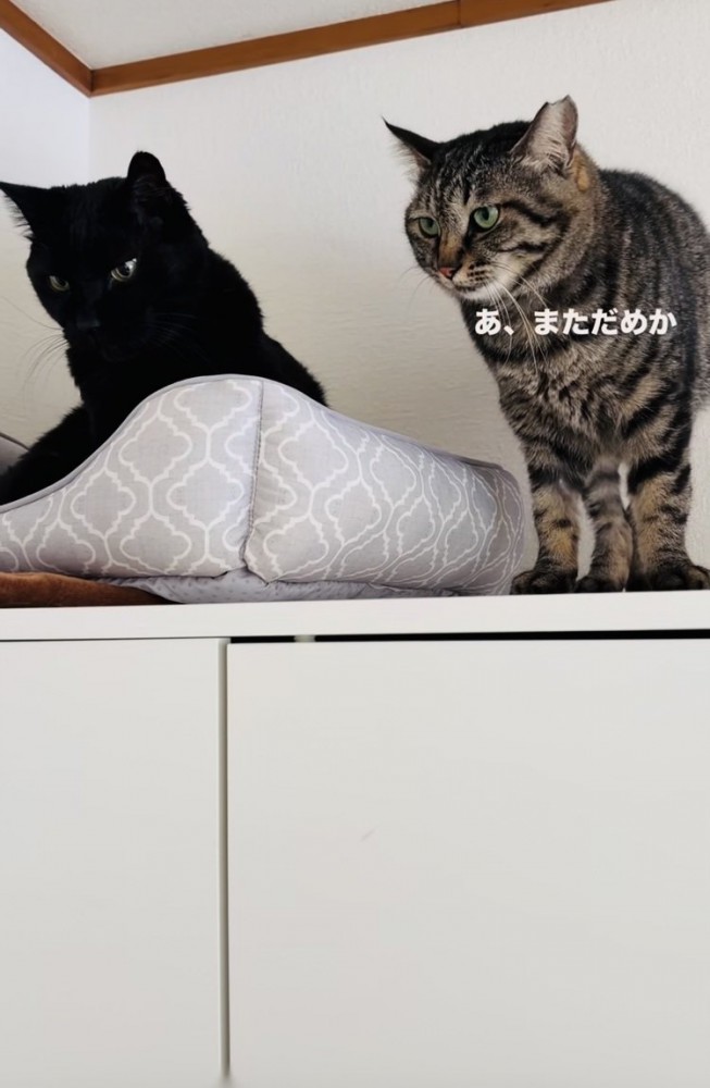 黒猫へのスリスリに失敗したキジトラ猫