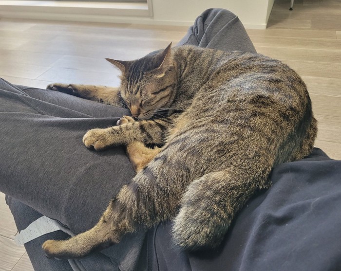 飼い主さんの膝でくつろぐキジトラ猫