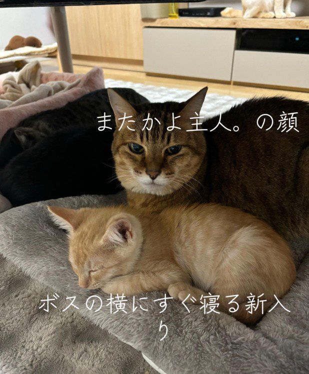 一緒に寝る2匹の猫