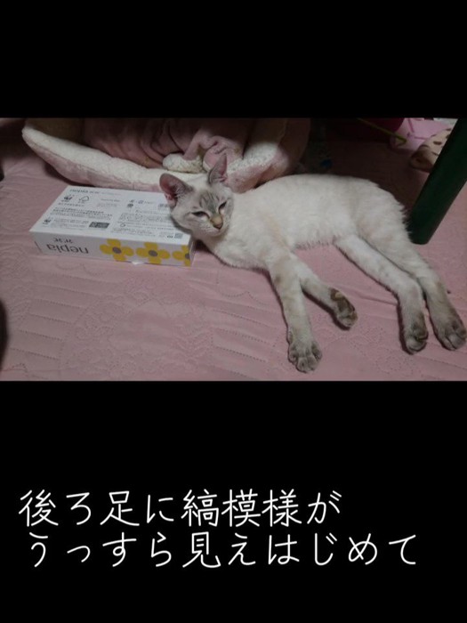 足が薄くグレーの子猫