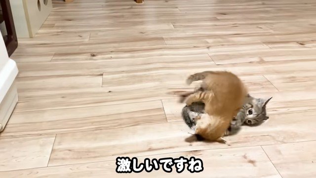 取っ組み合う子猫たち