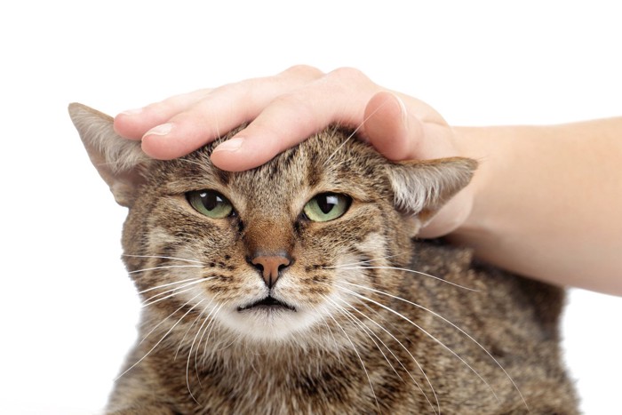 飼い主に撫でられてムスッとする猫