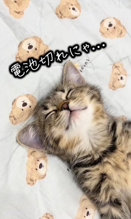 眠る猫のアップ