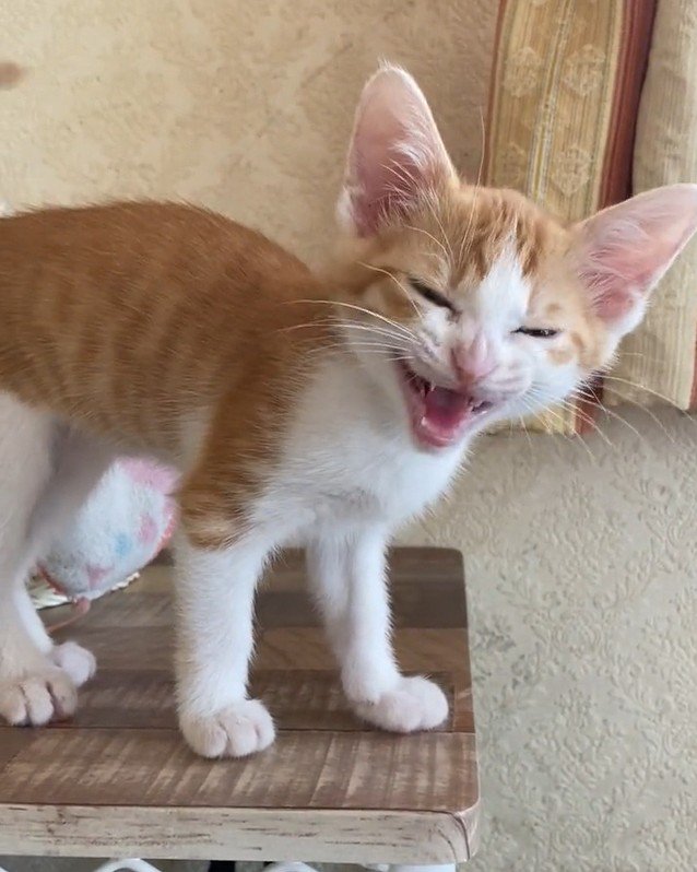 目を細めて鳴く猫