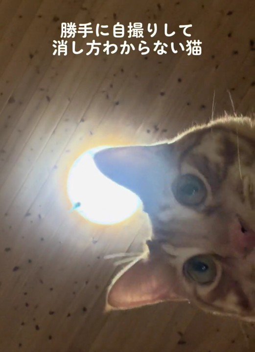 スマートフォンを見ている猫