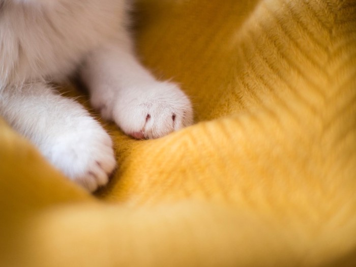 白い猫の手