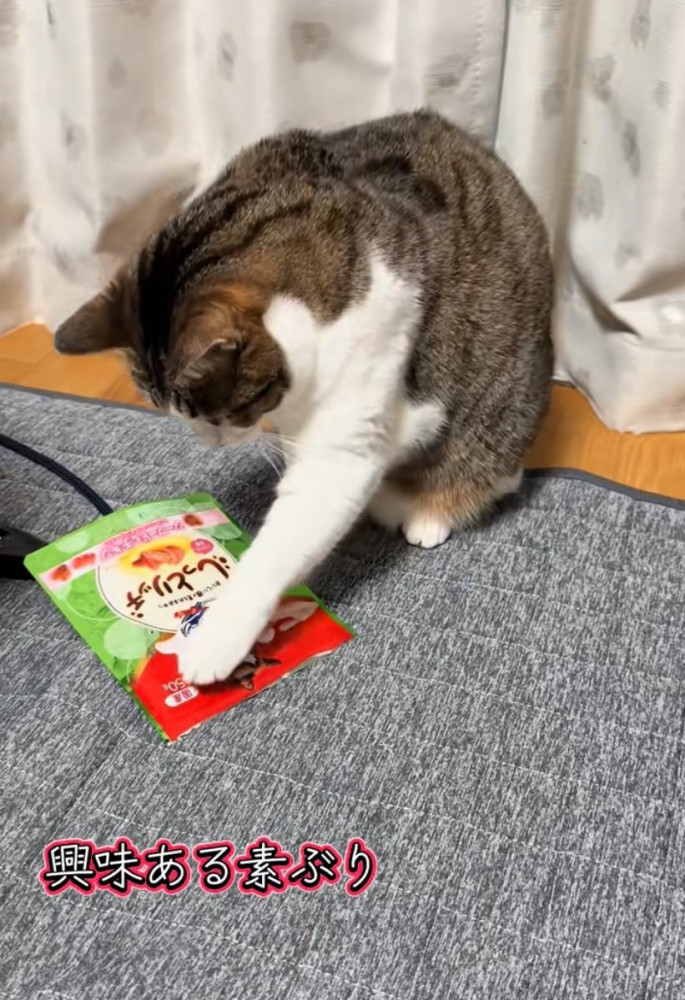 袋をつつく猫