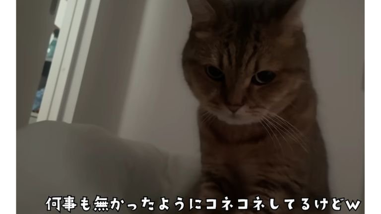ベッドにいる猫