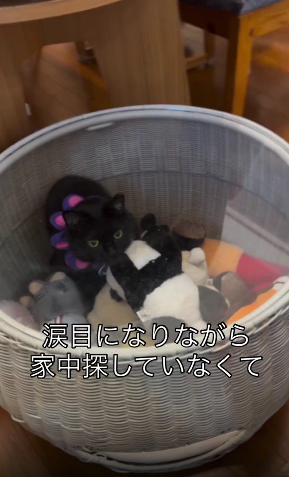 ぬいぐるみ入れに入った猫