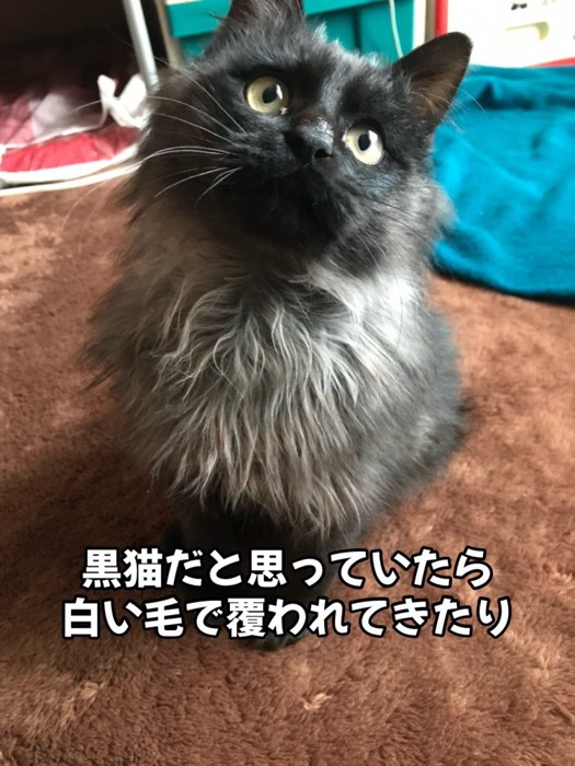 首周りが白い猫